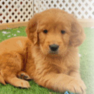 A European Golden Retriever Puppy