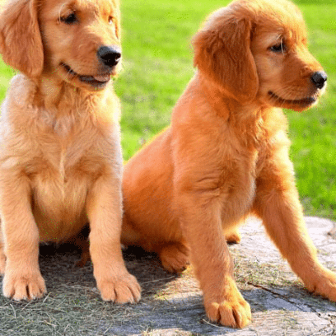 March 2024 Puppies For Sale Puppies Available For Sale Rockvale Puppies