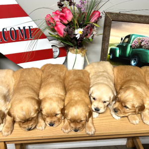 Jack and Lilloo European Golden Retriever Puppies