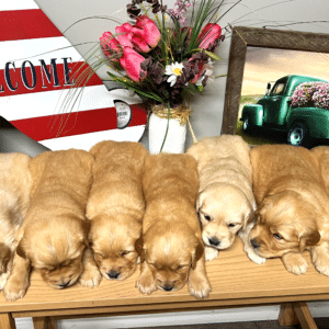 7 cute golden retriever puppies laying on a table together