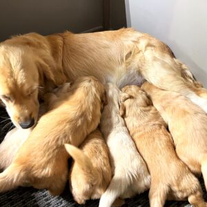 Lilloo and pups