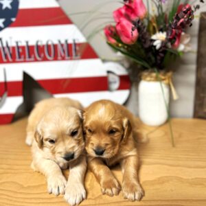 two golden retrievers on table