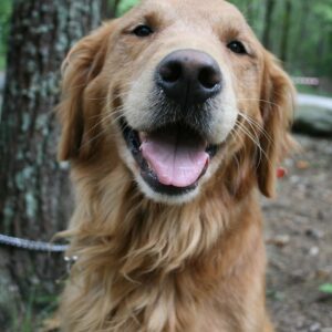 Happy European Golden Retriever