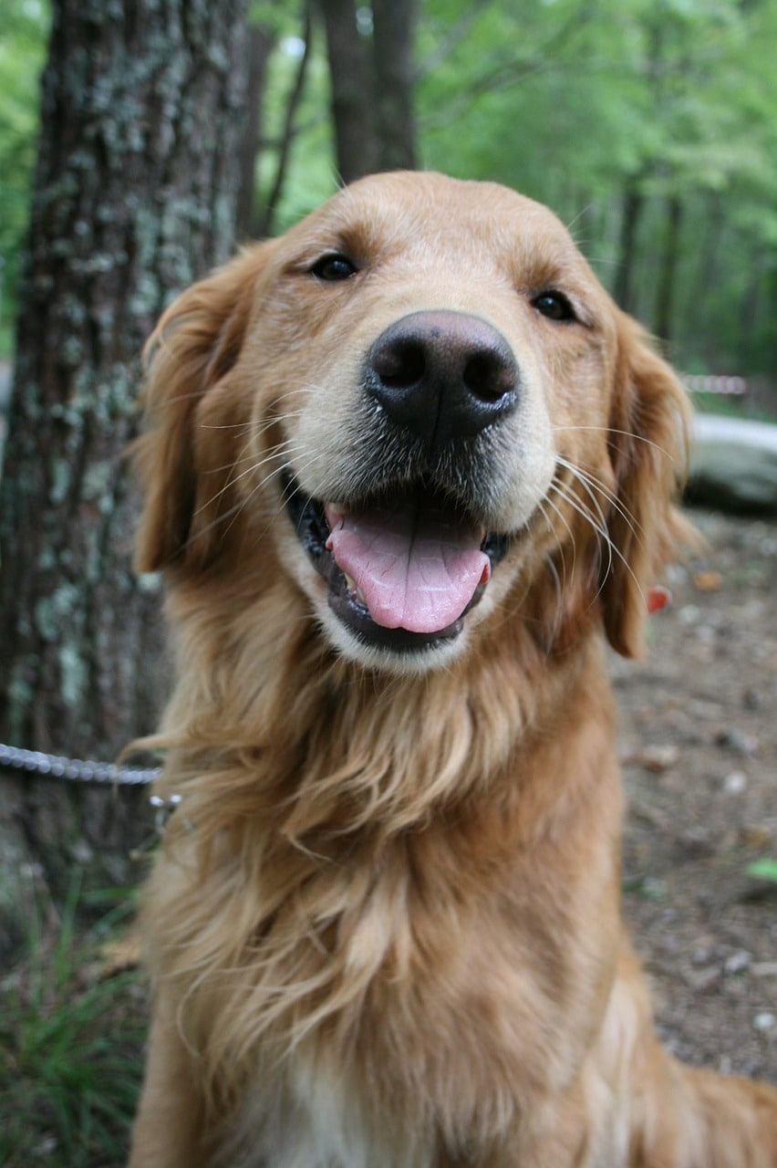 Happy European Golden Retriever