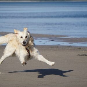 A European golden Retriever on the Beach