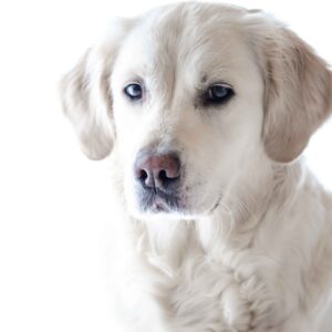 A English Cream Golden Retriever