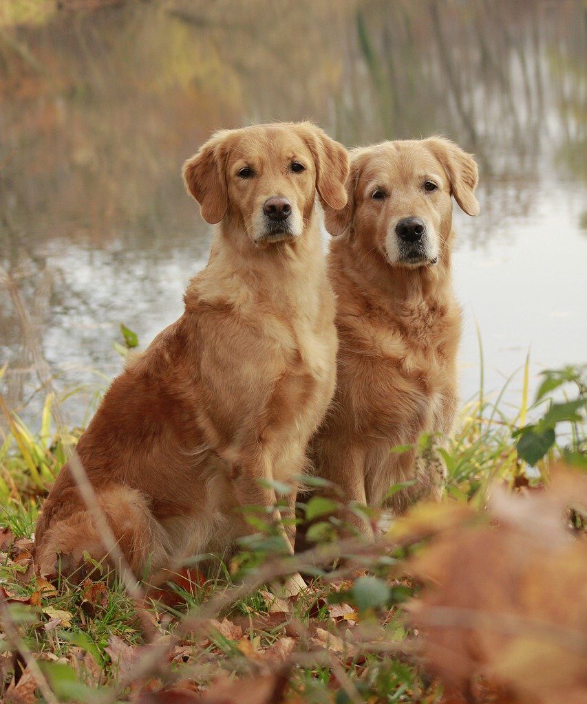 Two European Goldens Sitting by a Pond