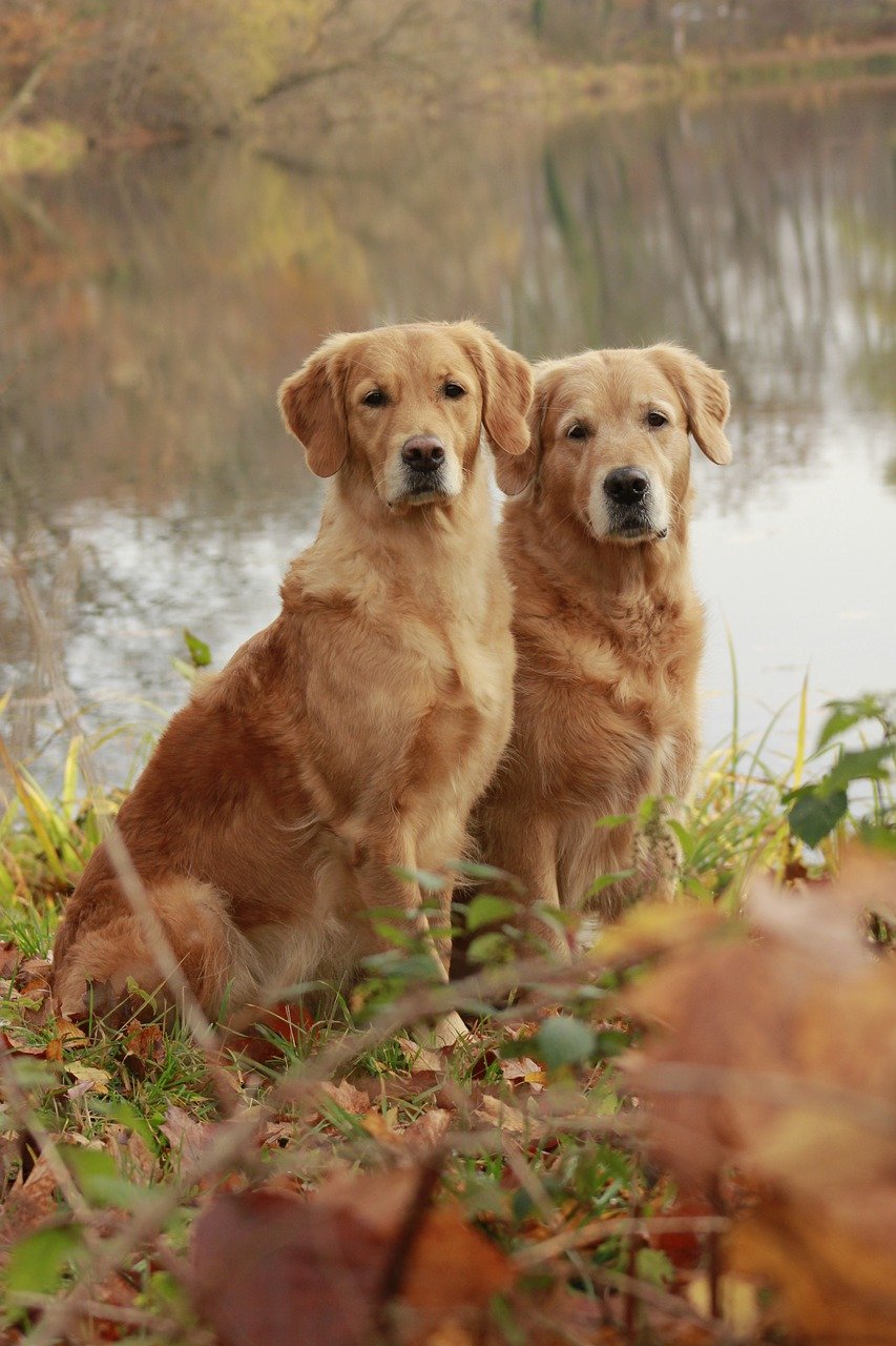 Two European Goldens Sitting by a Pond