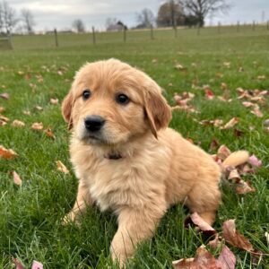 European Golden Retriever Puppy 2