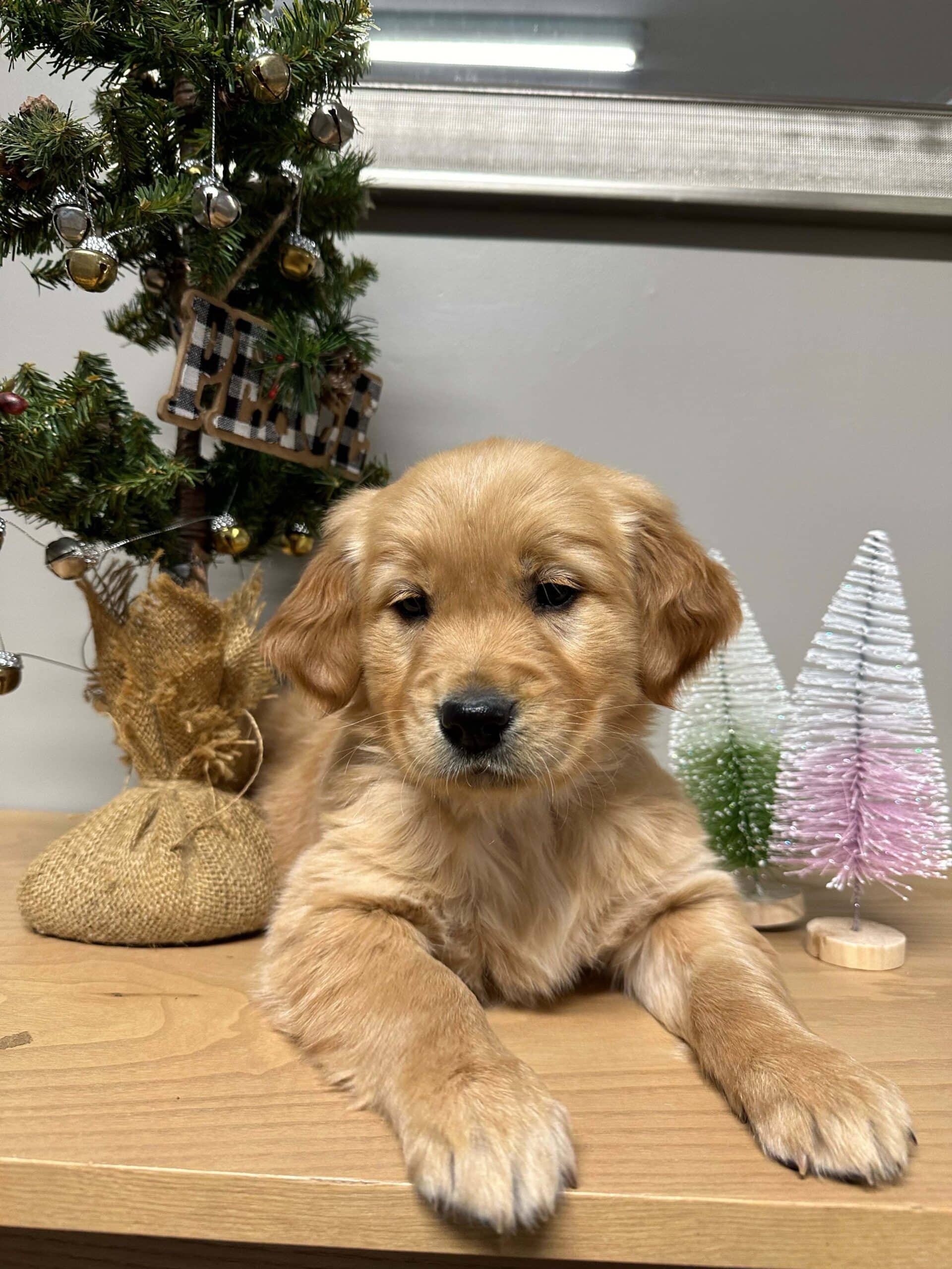 European Golden Retriever Puppy