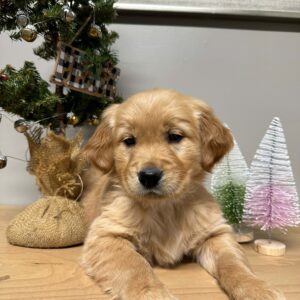 European Golden Retriever Puppy 3