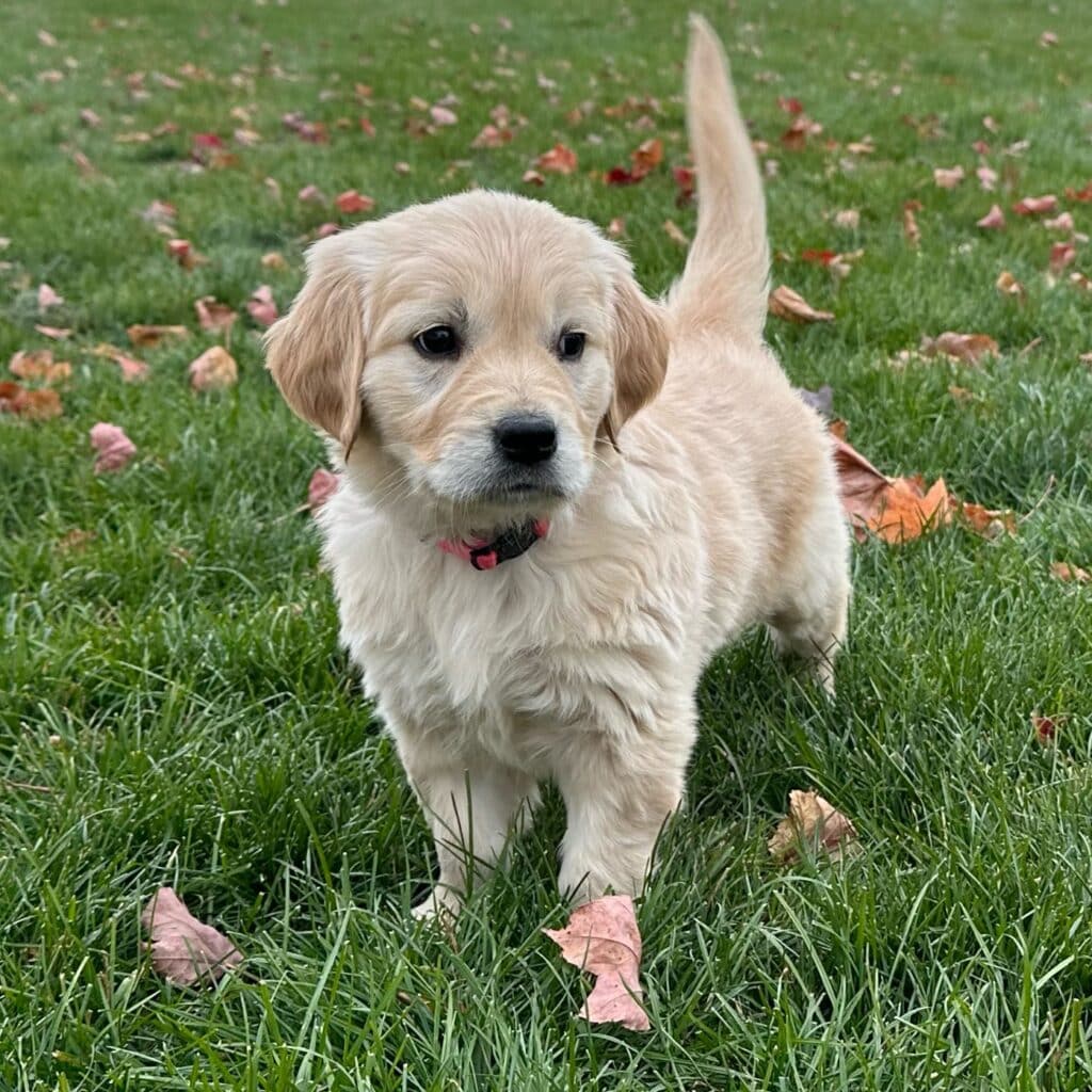 European Golden Retriever Puppy in grass