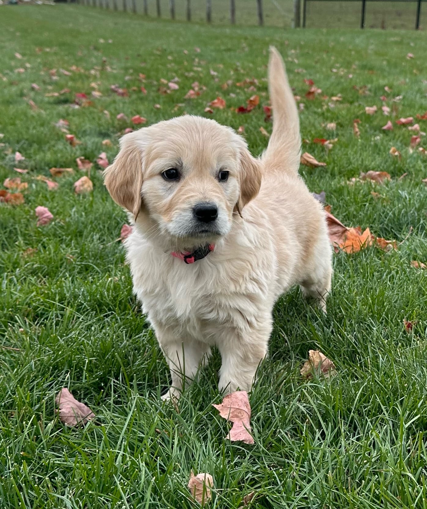 European Golden Retriever Puppy in grass