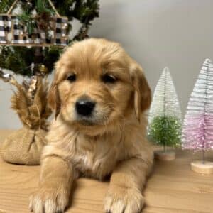 European Golden Retriever Puppy 1