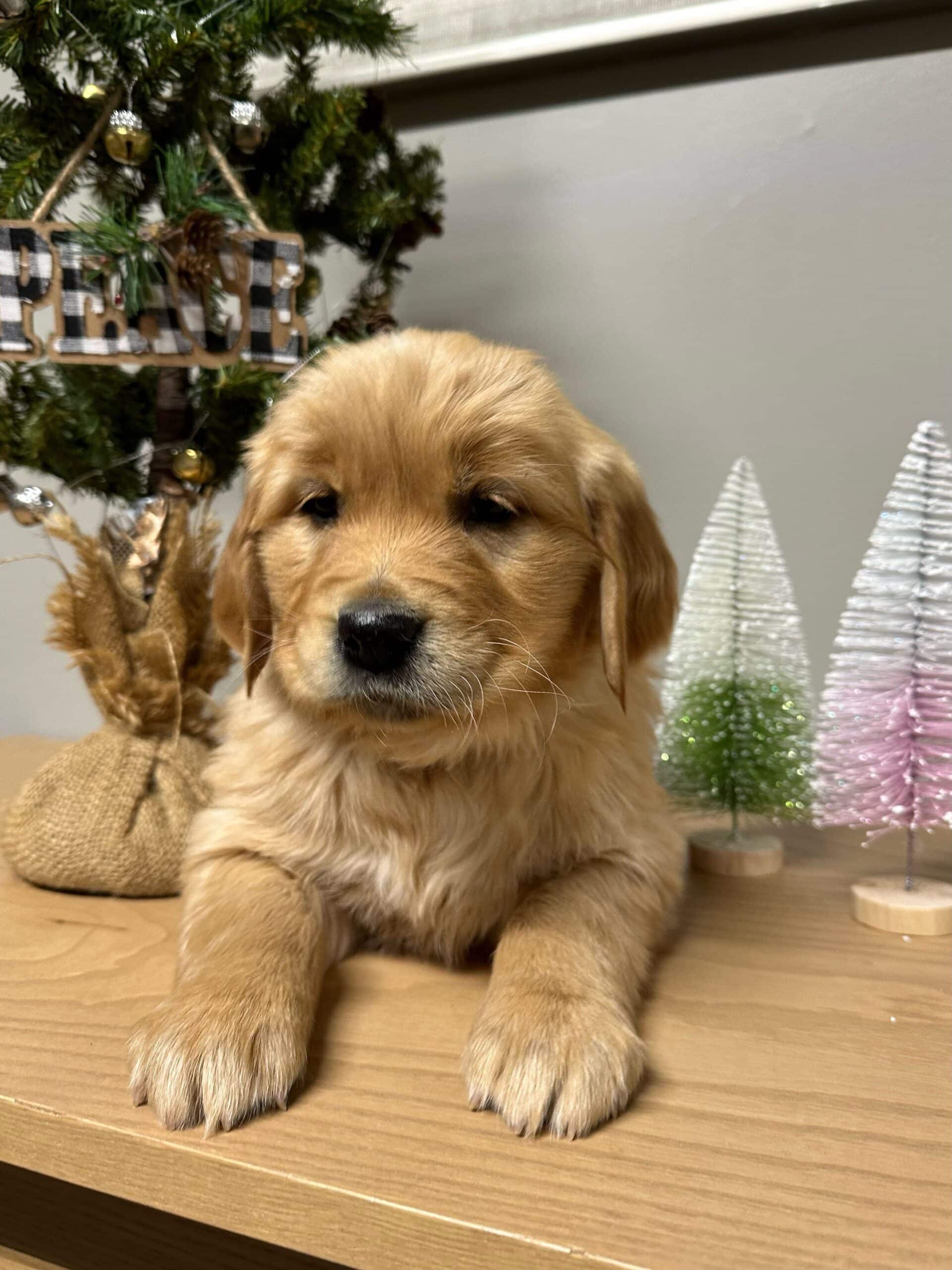 European Golden Retriever Puppy 1