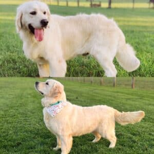 Two European Golden Retrievers