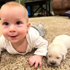 Baby and Puppy European Golden Retriever