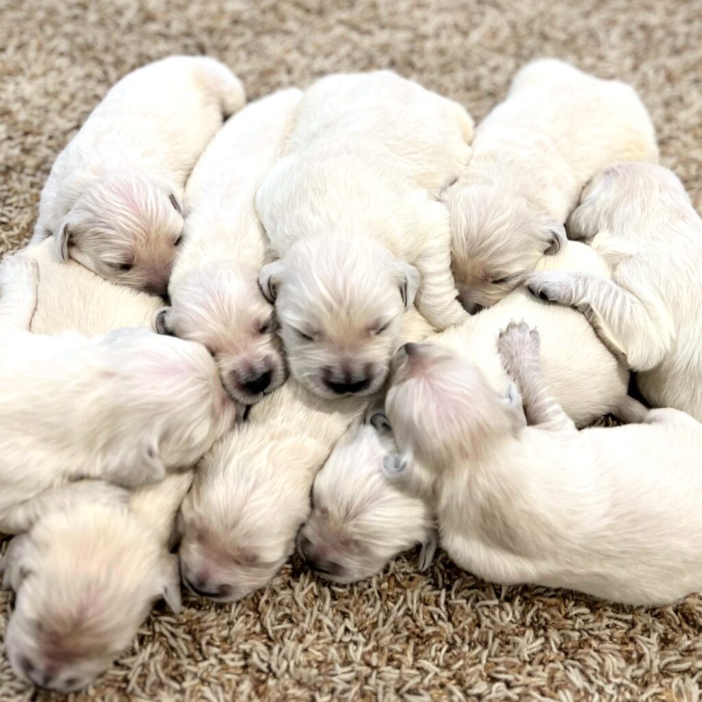 Pile of European Golden Puppies