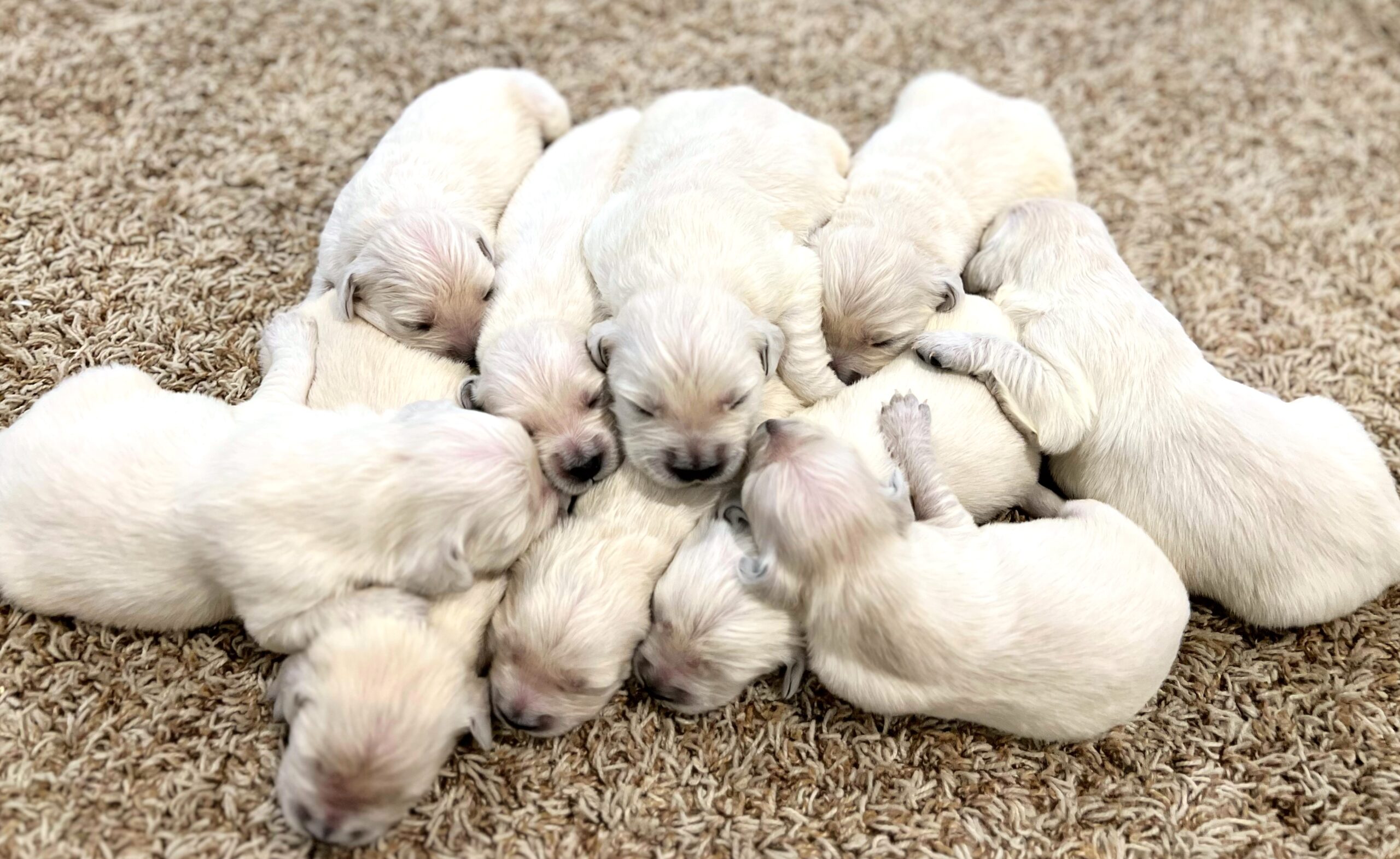 Pile of European Golden Puppies