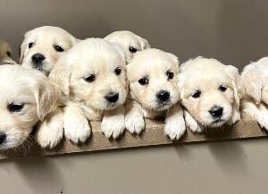 Pack of Golden Retriever Puppies