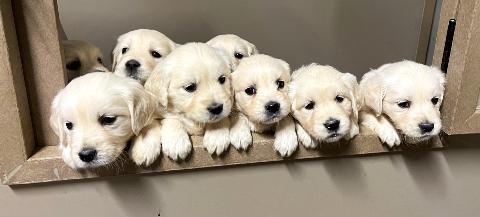 Pack of Golden Retriever Puppies