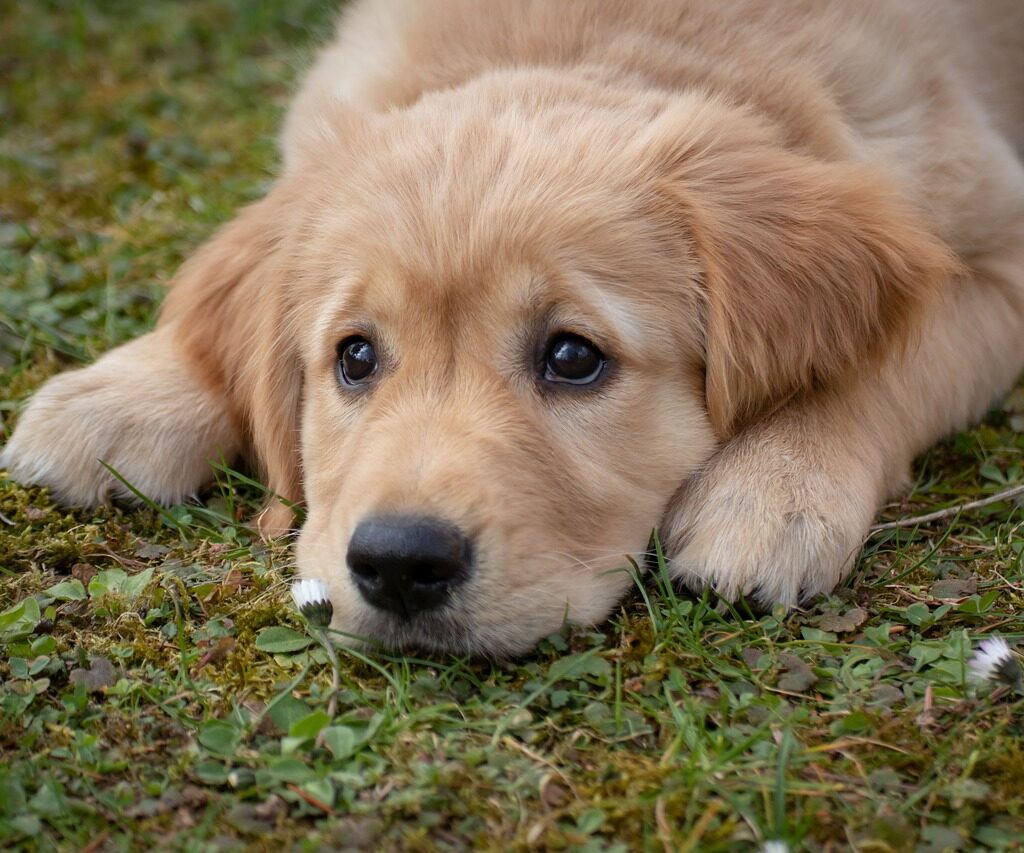 Golden Retriever Puppy