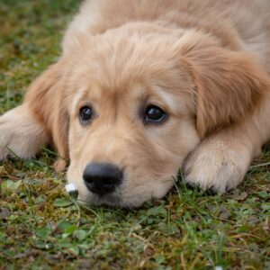 Golden Retriever Puppy