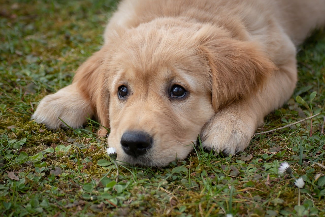 Golden Retriever Puppy