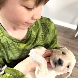 Holding a European Golden Retriever Puppy