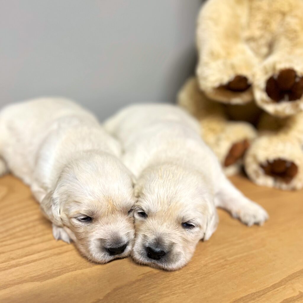 Cute English Cream Golden Retriever Puppies