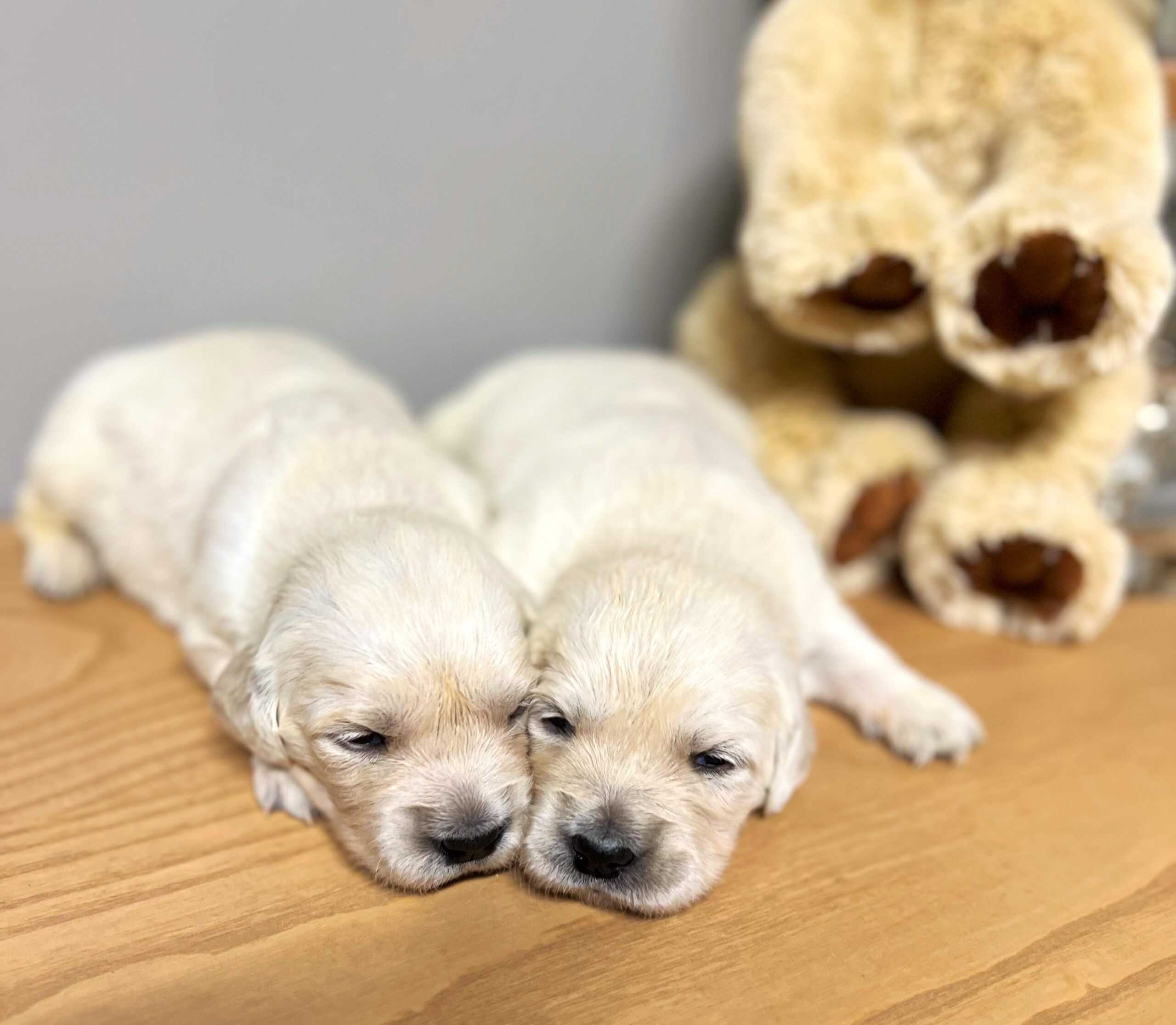 Cute English Cream Golden Retriever Puppies