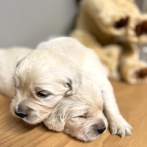 Golden Puppies