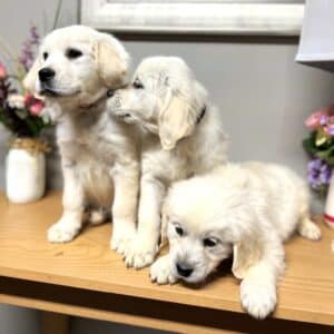 3 golden retriever puppies