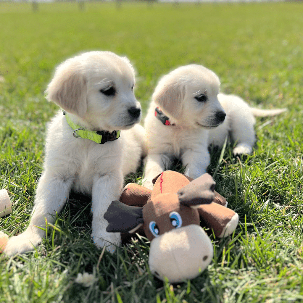 english cream golden retriever puppies looking at something