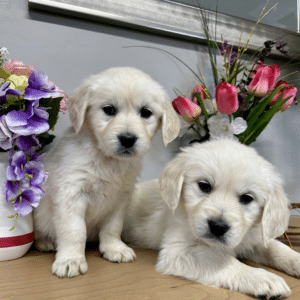 Two European Golden Retriever Puppies