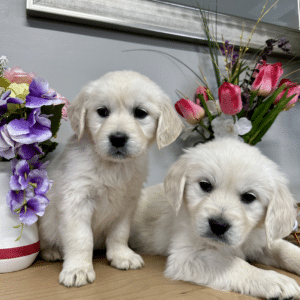 Adorable Golden Retriever Puppies