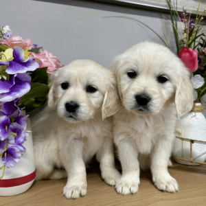 Cute Puppies Two