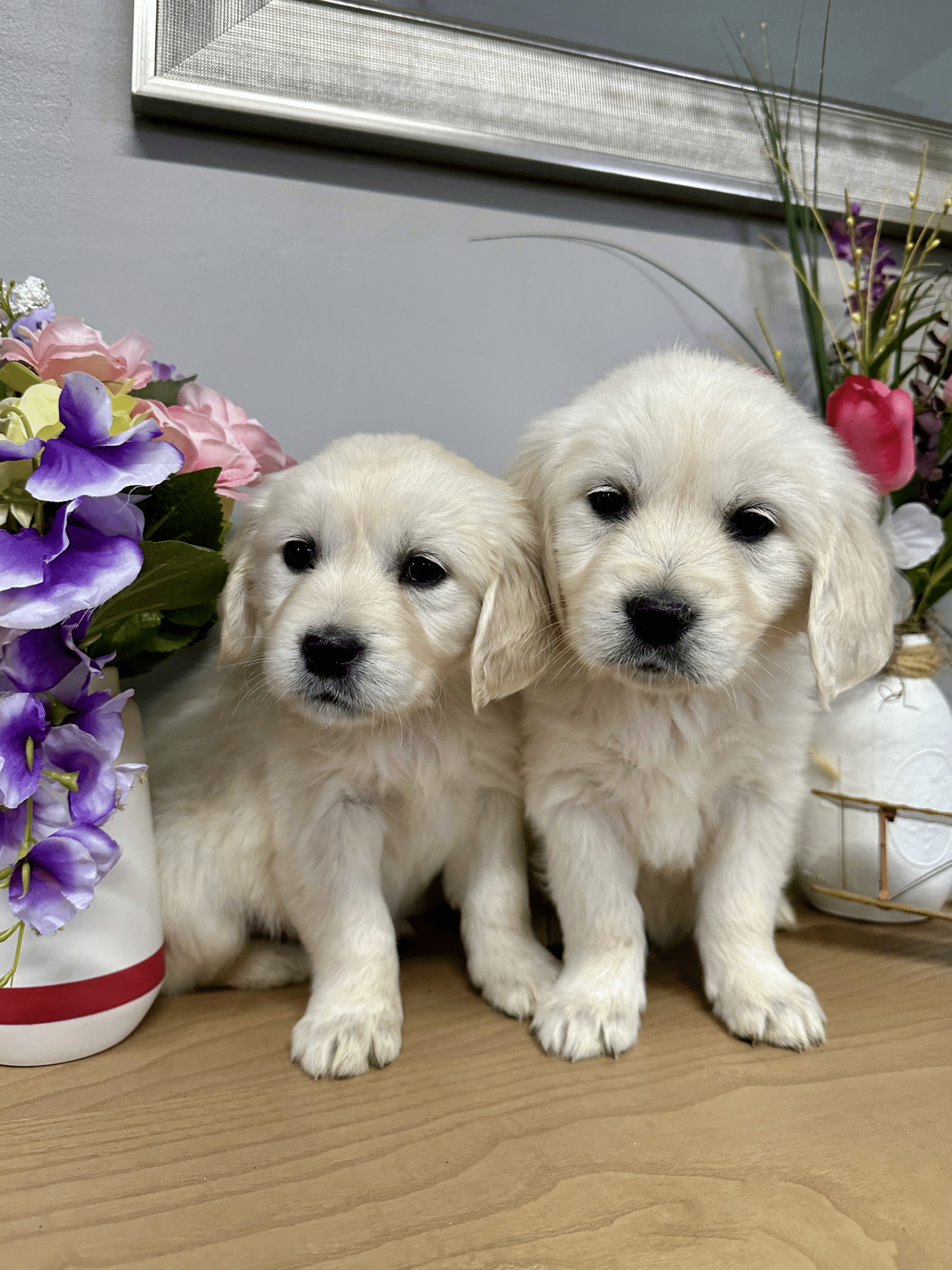 Cute Puppies Two