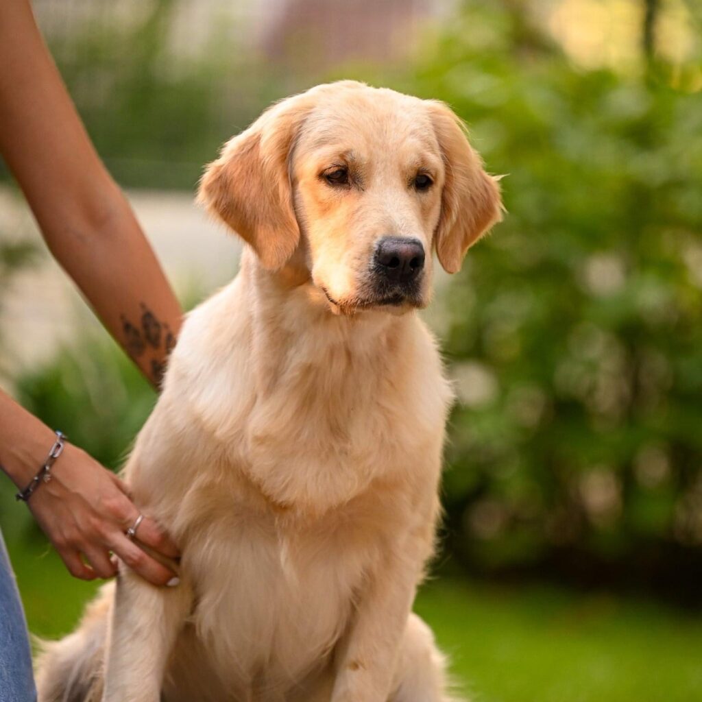 honey golden retriever sitting on floor