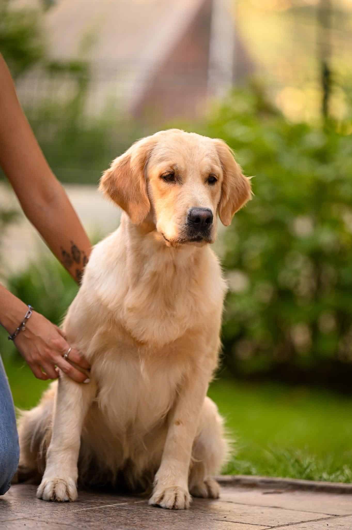 honey golden retriever sitting on floor