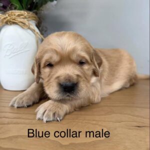 European Golden Puppy On Table