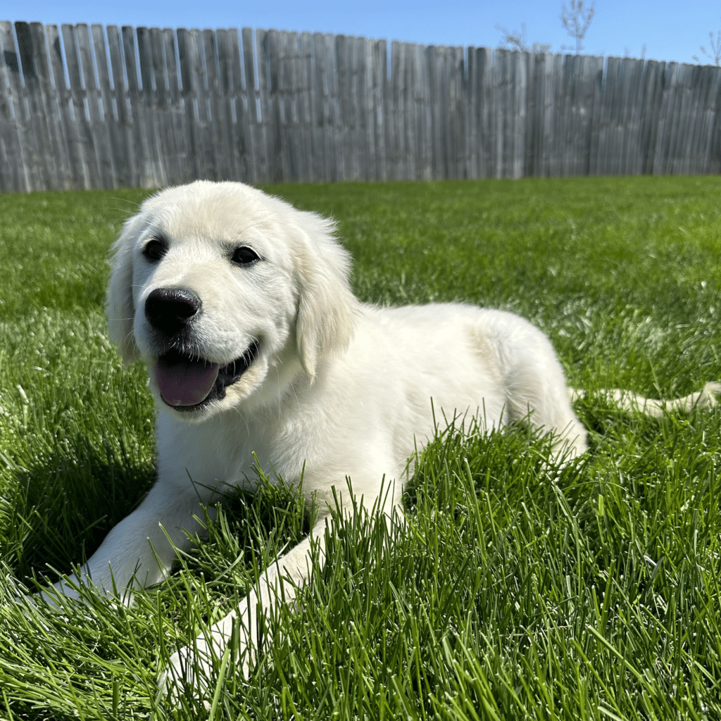 2024 European Golden Puppy