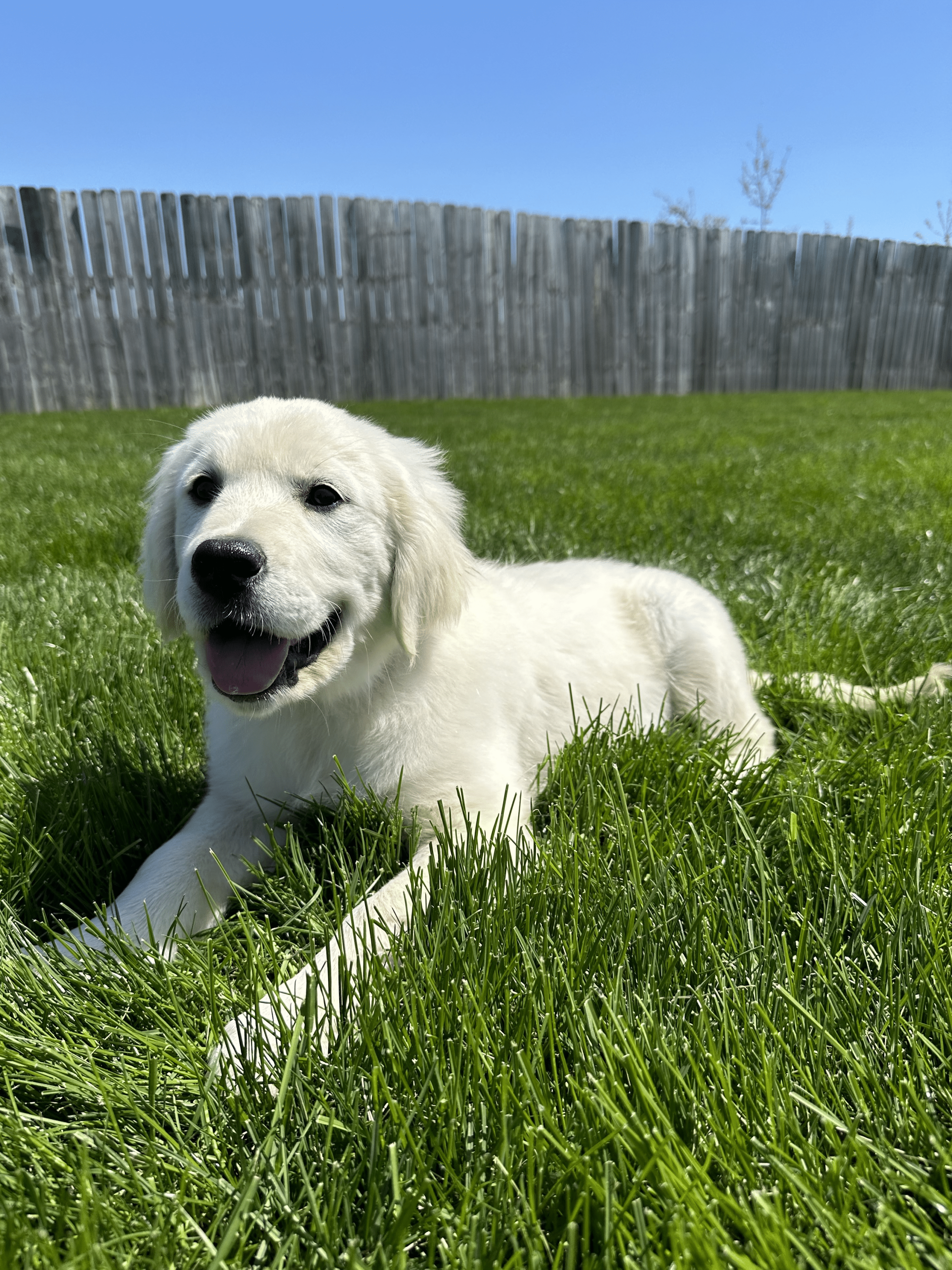 2024 European Golden Puppy