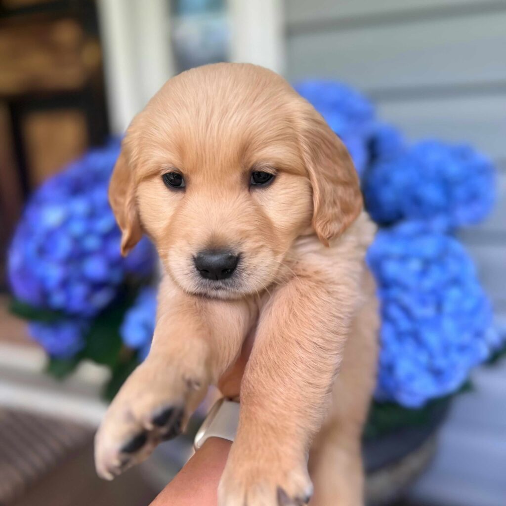 white collar golden retriever puppy being held up