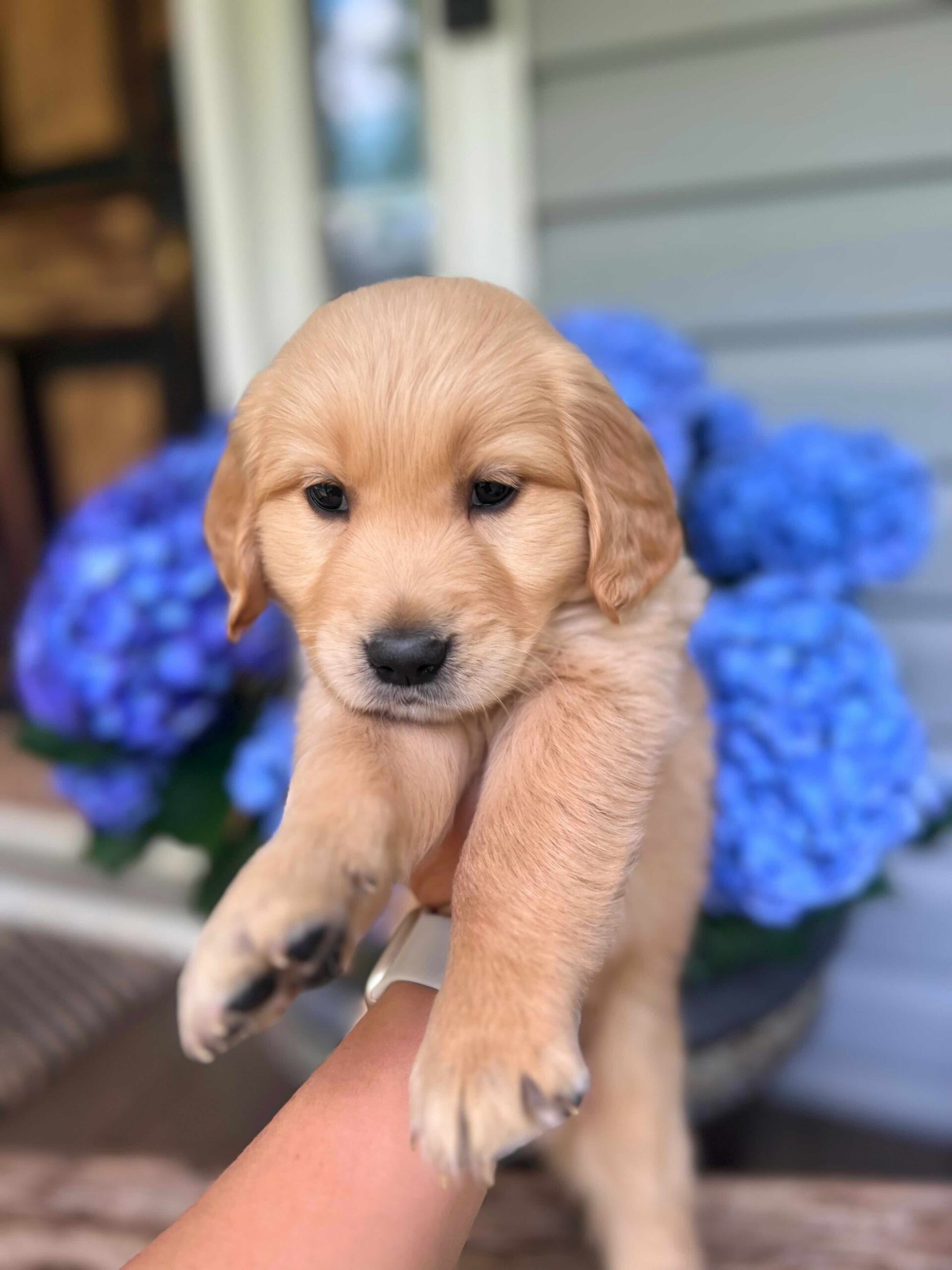 white collar golden retriever puppy being held up