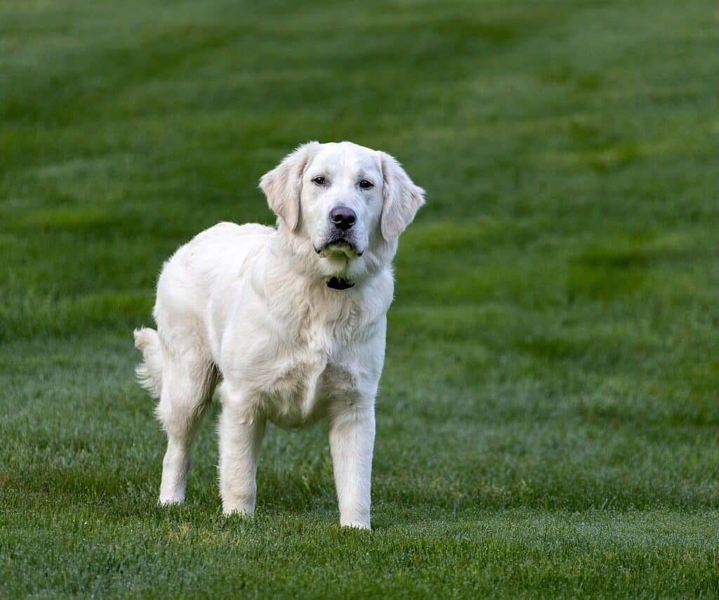 English Cream Golden Retriever