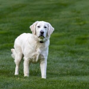 English Cream Golden Retriever
