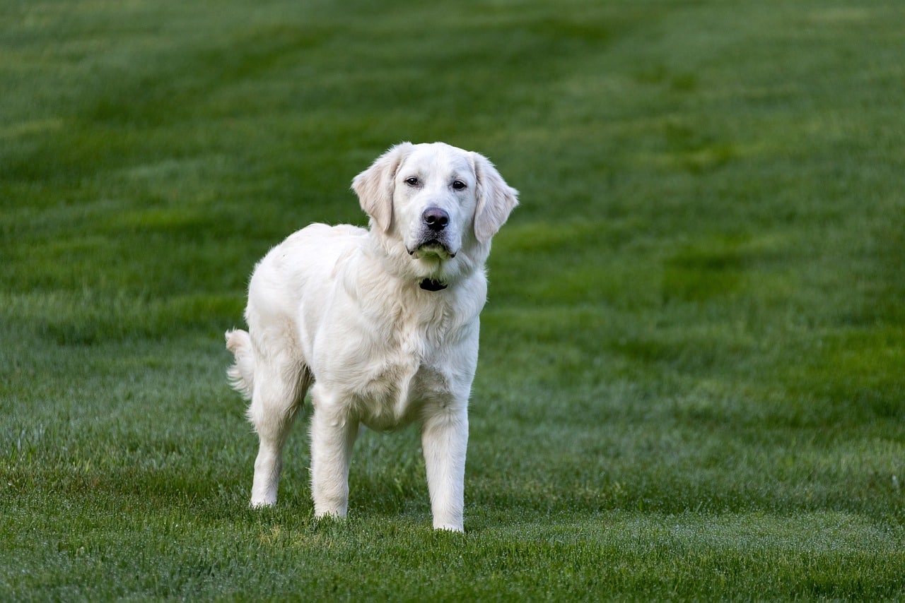 English Cream Golden Retriever