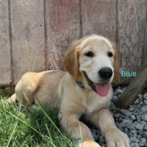golden retriever puppy blue laying in grass