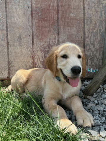 golden retriever puppy blue laying in grass
